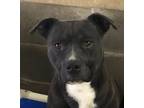 Adopt Wilson a Staffordshire Bull Terrier