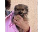 Pomeranian Puppy for sale in Sierra Vista, AZ, USA