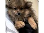 Pomeranian Puppy for sale in Sierra Vista, AZ, USA