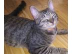 Adopt Albert a Domestic Short Hair