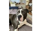 Adopt Klause a Pit Bull Terrier