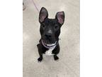 Adopt Comet a Pit Bull Terrier