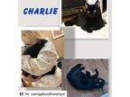 Adopt Charlie a American Shorthair