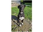 Adopt Oreo GCH a Labrador Retriever