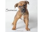 Adopt Samwise a Mixed Breed