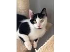 Adopt Gucci a Domestic Short Hair