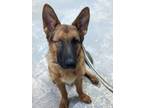 Adopt Luca a German Shepherd Dog