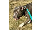 Adopt Debbo a American Staffordshire Terrier