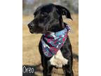 Adopt Oreo a Labrador Retriever, Mixed Breed