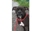 Adopt Mr. Weber a Boxer, Mixed Breed