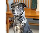 Adopt Leo a Australian Cattle Dog / Blue Heeler