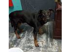 Adopt Clark #70 a Doberman Pinscher