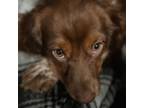 Adopt Monty/Moose a Cavalier King Charles Spaniel