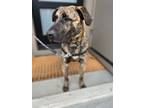 Adopt FLYNN a Shepherd, Mastiff