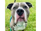 Adopt Carver a Pit Bull Terrier