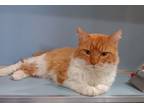 Adopt Quesadilla a Domestic Short Hair