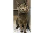 Adopt MERLE a Domestic Short Hair