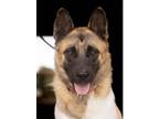 Adopt Roscoe a Akita, German Shepherd Dog