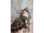 Adopt Merle a Domestic Short Hair