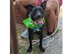 Adopt Scoober 46585 a Australian Kelpie, Mixed Breed