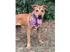 Adopt Sutton a Labrador Retriever, Terrier