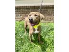 Adopt Timmie a Pit Bull Terrier