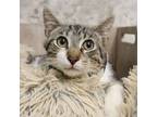 Adopt Granite- Sweet Kitten! a Domestic Short Hair, Tabby