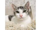 Adopt Quartz- Sweet Kitten! a Domestic Short Hair, Tabby