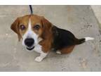 Adopt Fletch - Beagle! a Beagle