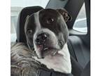 Adopt PRESSURE a American Staffordshire Terrier