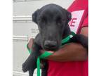 Adopt Jason - Local June 14-16 a Terrier, Labrador Retriever