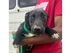 Adopt James - Local June 14-16 a Labrador Retriever, Terrier