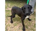 Adopt Justin - Local May 3-5 a Terrier, Labrador Retriever