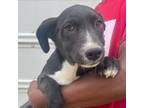 Adopt Bugg - Local May 3-5 a Labrador Retriever