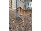 Lobo, Labrador Retriever For Adoption In Tombstone, Arizona