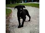 Olivia, Labrador Retriever For Adoption In Kenedy, Texas