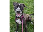 Vecna, American Pit Bull Terrier For Adoption In Oak Park, Illinois