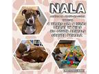 Nala, American Staffordshire Terrier For Adoption In Danbury, Connecticut