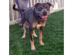 Buckey, American Staffordshire Terrier For Adoption In Palm Springs, California