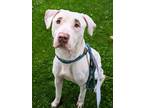 Kenny, American Pit Bull Terrier For Adoption In Oak Park, Illinois