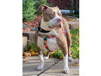 Gloria, American Pit Bull Terrier For Adoption In Oak Park, Illinois