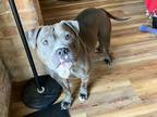 Viv, American Pit Bull Terrier For Adoption In Oak Park, Illinois