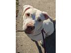 Rhett, American Pit Bull Terrier For Adoption In Oak Park, Illinois