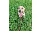 Skye, Labrador Retriever For Adoption In Magnolia, Texas