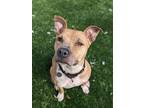 Avery, American Pit Bull Terrier For Adoption In Oak Park, Illinois