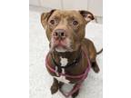 Clifford, American Pit Bull Terrier For Adoption In Oak Park, Illinois