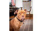Madison, American Pit Bull Terrier For Adoption In Oak Park, Illinois