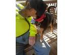 Diesel Valentine, Rat Terrier For Adoption In Aurora, Indiana