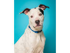Draco, American Pit Bull Terrier For Adoption In Palm Springs, California
