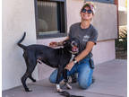 Franco, American Pit Bull Terrier For Adoption In Palm Springs, California